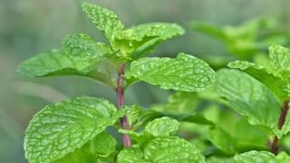 Sunflower Seeds: పొద్దు తిరుగుడు గింజలతో ఎన్ని లాభాలున్నాయో తెలుసా? అధిక బరువుతో పాటు ఆ రోగాలు కూడా హాంఫట్‌