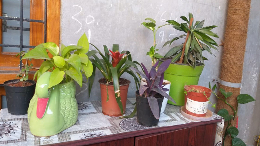 Money Plant Vastu