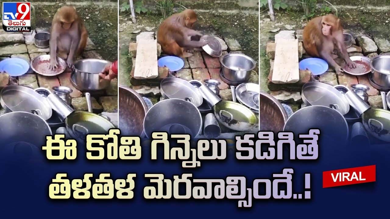 Monkey: ఈ కోతి గిన్నెలు కడిగితే తళతళ మెరవాల్సిందే !!