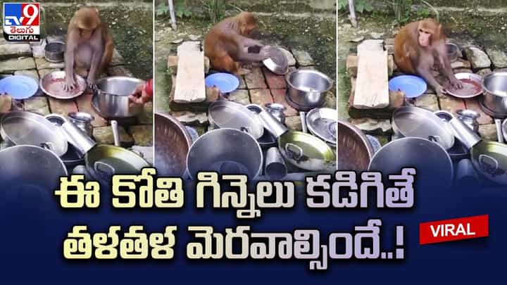 Monkey: ఈ కోతి గిన్నెలు కడిగితే తళతళ మెరవాల్సిందే !! Monkey: ఈ కోతి గిన్నెలు కడిగితే తళతళ మెరవాల్సిందే !!
