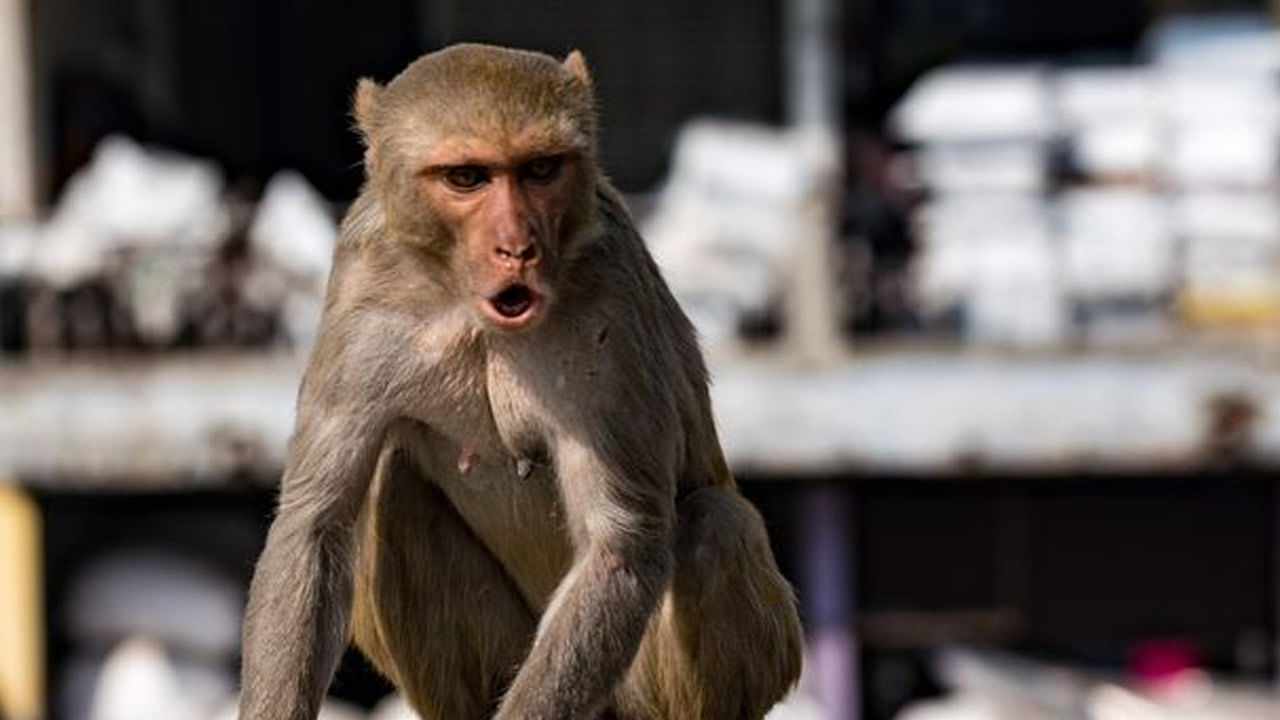 Monkey Attack: మరో దారుణం.. రెచ్చిపోయిన కోతి.. చిన్నారి వేలు కొరికేసింది..