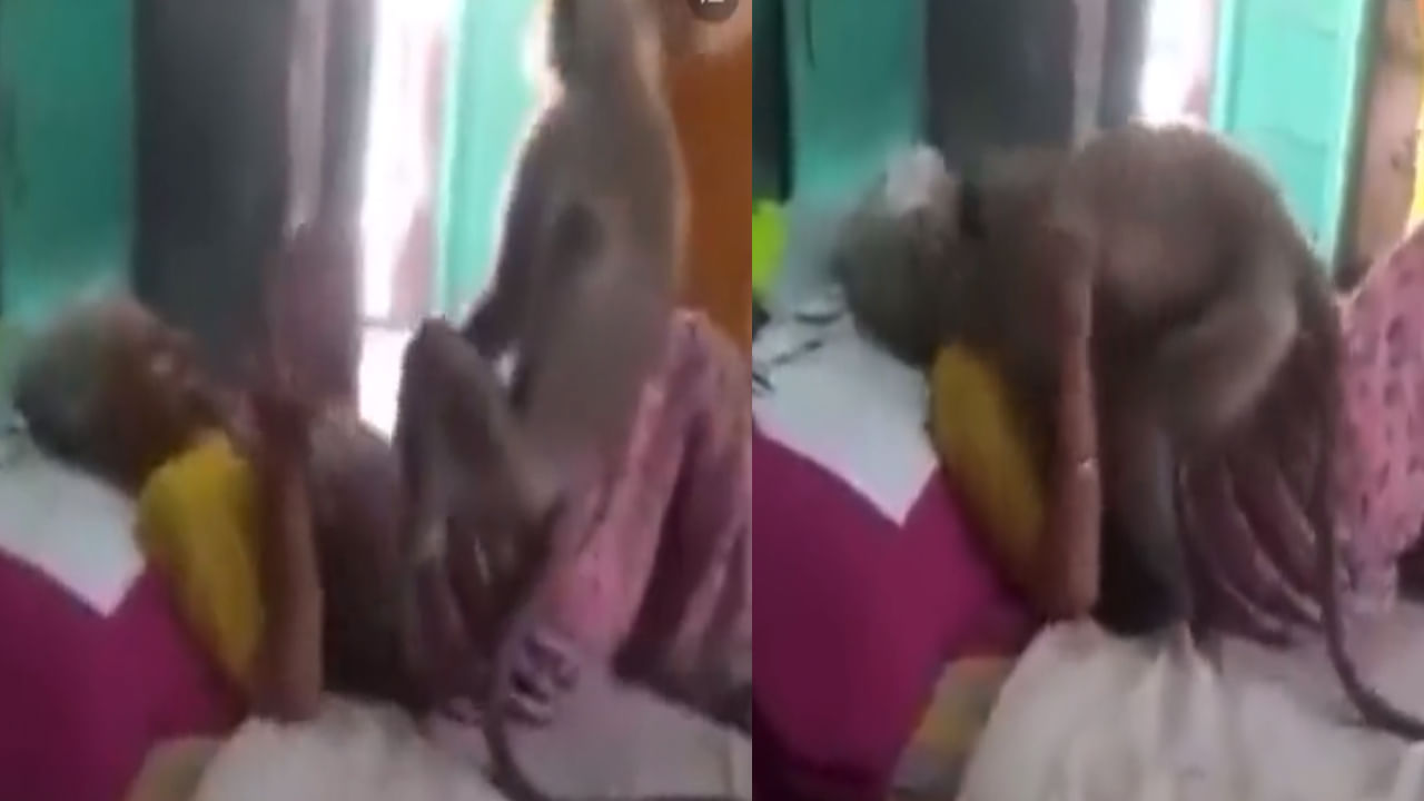 Viral Video: అన్నం పెట్టిన బామ్మకు అస్వస్థత.. కౌగిలించుకుని పరామర్శించిన కోతి.. మనుషులకంటే నువ్వే బెస్ట్