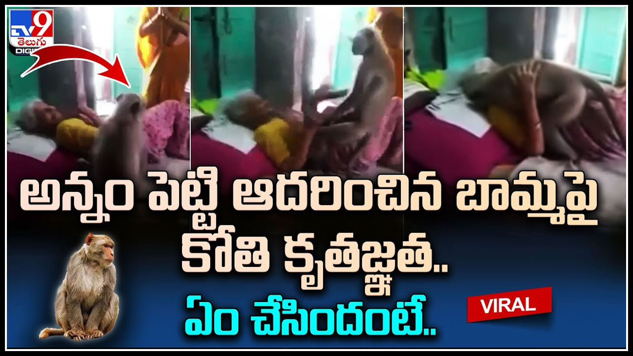 Monkey - Old Woman: అన్నం పెట్టి ఆదరించిన బామ్మపై కోతి కృతజ్ఞత.. ఏం చేసిందంటే.. వీడియో.