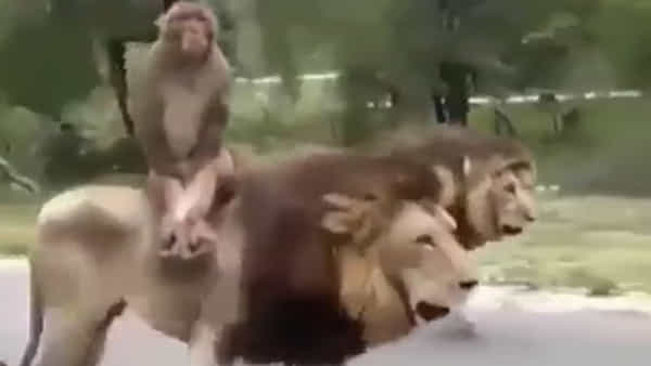 Viral News: మృగరాజును బానిసగా చేసుకున్న వానరం..?? సింహంపై స్వారీ చేస్తూ హల్చల్ !