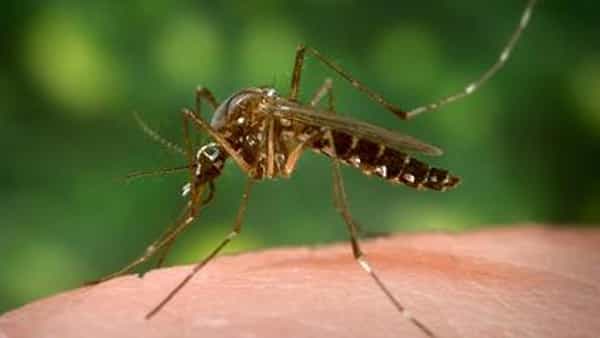 Mosquitos: దోమల భరతం పడదాం రండి.. ఈ చిట్కాలతో మీ దగ్గరకి కూడా రాలేవు.. ట్రై చేసి చూడండి..