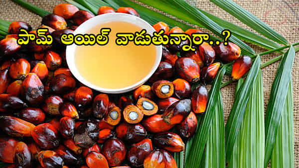 Palm Oil: మీరూ పామాయిల్ వాడుతున్నారా? ఎంత ప్రమాదమో తెలిస్తే జీవితంలో ముట్టుకోరు..