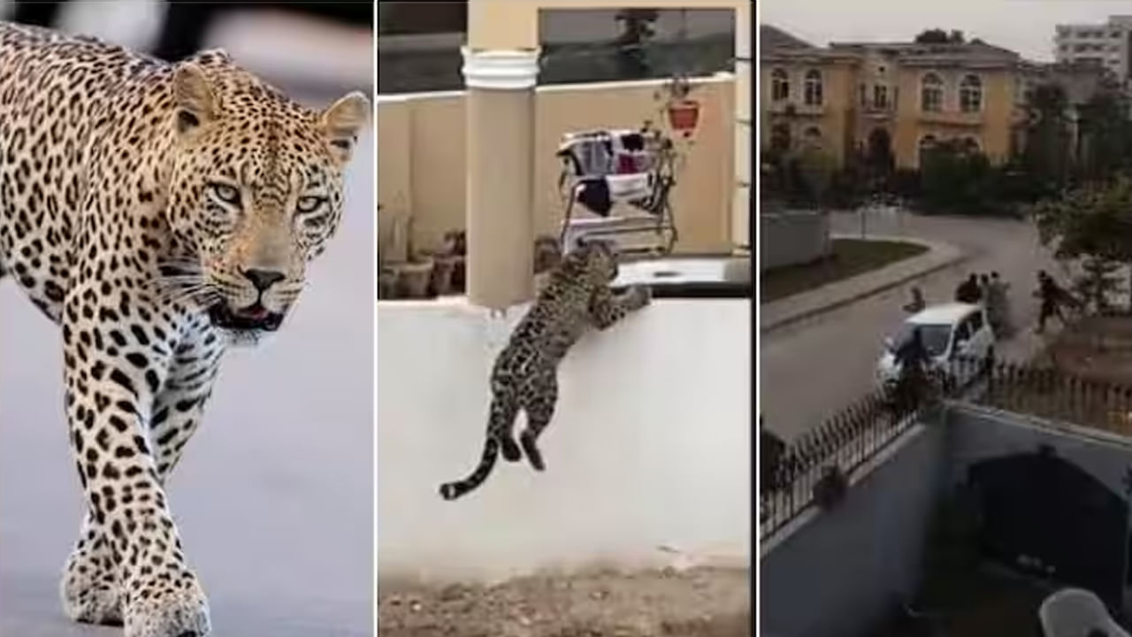 Pet Leopard: పెంపుడు పులి గోడ దూకి నగరంలోకి ప్రవేశించింది.. ఆ తర్వాత ఏం జరిగిందంటే..