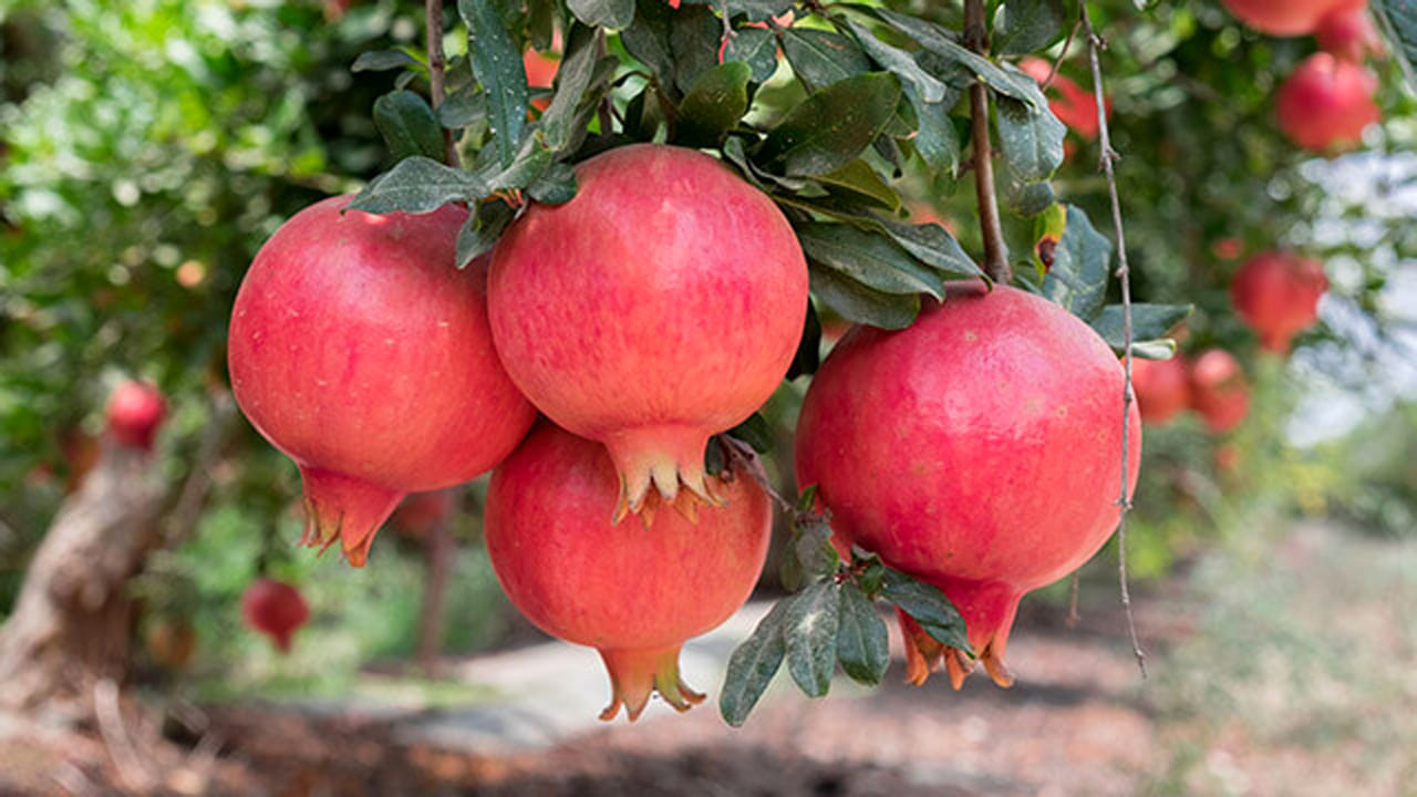 Pomegranate Benefits: దానిమ్మ పండు తీసుకోవడం వల్ల ఎన్ని ప్రయోజనాలో తెలుసా..? లెక్కించడం కూడా కష్టమే..