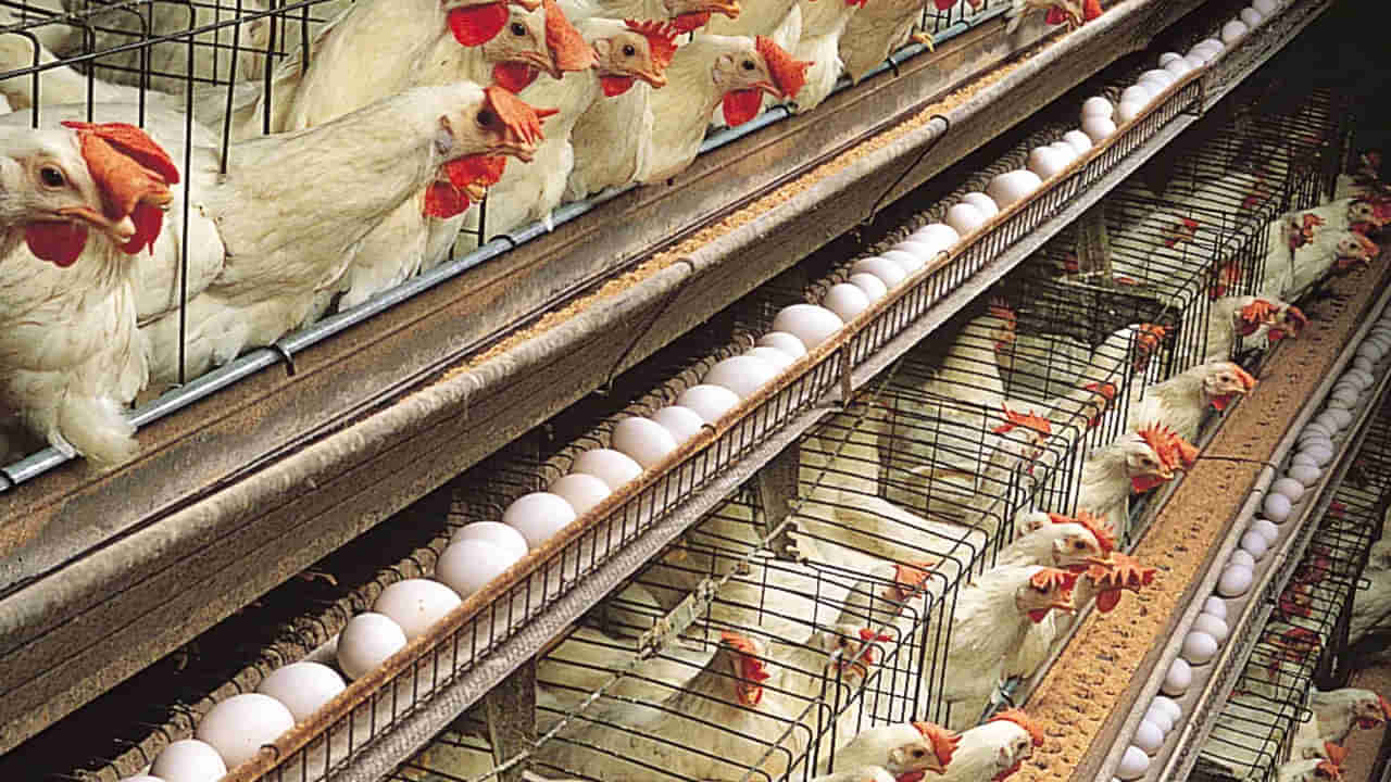 Andhra Pradesh: న్యూట్రిషియన్‌ ఫుడ్‌‌కి గడ్డుకాలం.. ధర పడిపోవడంతో.. అయోమయంలో ఫౌల్ట్రీ నిర్వాహకులు..