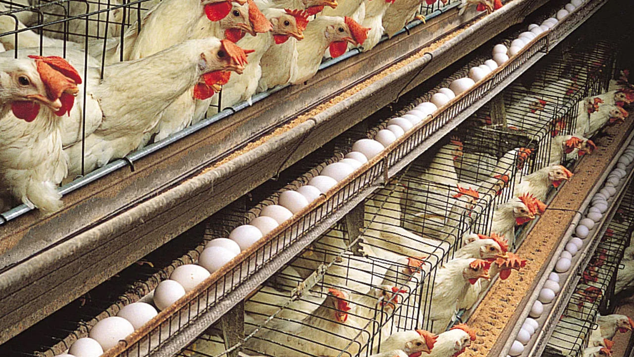 Andhra Pradesh: న్యూట్రిషియన్‌ ఫుడ్‌‌కి గడ్డుకాలం.. ధర పడిపోవడంతో.. అయోమయంలో ఫౌల్ట్రీ నిర్వాహకులు..