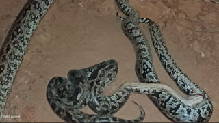 Nara Lokesh: కొనసాగుతున్న లోకేష్ పాదయాత్ర.. నేడు శ్రీకాళహస్తి నియోజకవర్గంలోకి ఎంట్రీ