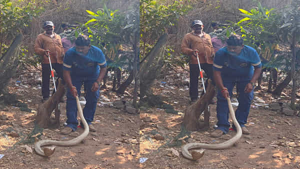 Andhra Pradesh: జాలరి పేటలో అరుదైన శ్వేత నాగు కలకలం.. భయాందోళనలో జనాలు.. ఎందుకంటే..