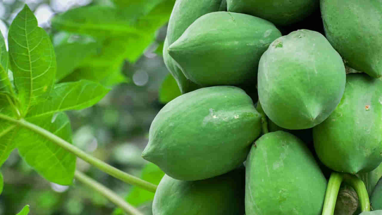 Raw Papaya: మగవారికి పచ్చి బొప్పాయి అద్భుత వరం.. ఆ ప్రమాదం తగ్గించడంలో చాలా ఎఫెక్టివ్..