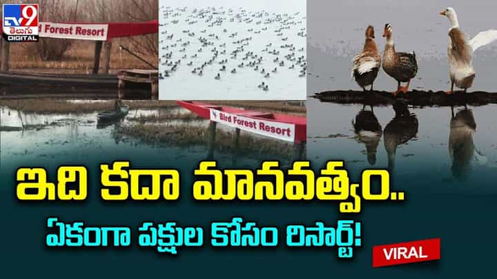 ఇది కదా మానవత్వం.. ఏకంగా పక్షుల కోసం రిసార్ట్ ఇది కదా మానవత్వం.. ఏకంగా పక్షుల కోసం రిసార్ట్