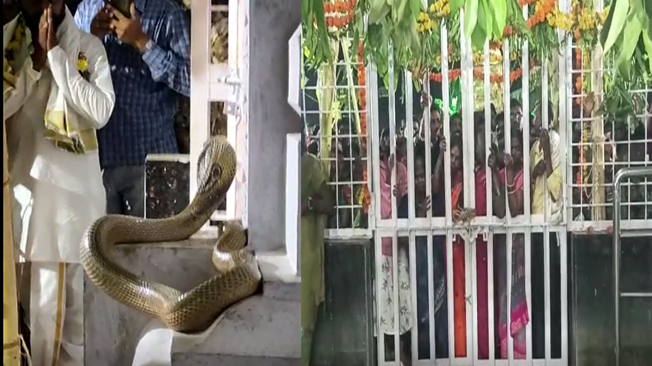Snake in Temple: శివపార్వతుల కళ్యాణం జరుగుతుంటే నాగు పాము దర్శనం.. శివుని ప్రతిరూపంగా భావించి పూజలు