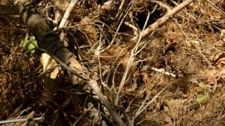 Trending Video: వారెవ్వా.. ఏం టాలెంట్ గురూ.. వెయిటర్ చేసిన పనికి ఫిదా అవుతున్న నెటిజన్లు..