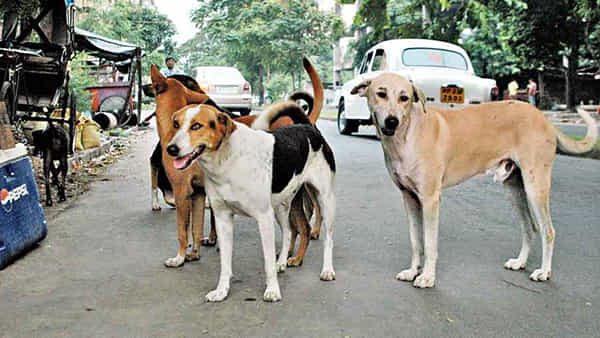 Hyderabad: ఉసురు తీసిన వీధి కుక్కలు.. చిన్నారిపై మూకుమ్మడి దాడి.. తీవ్ర గాయాలతో..