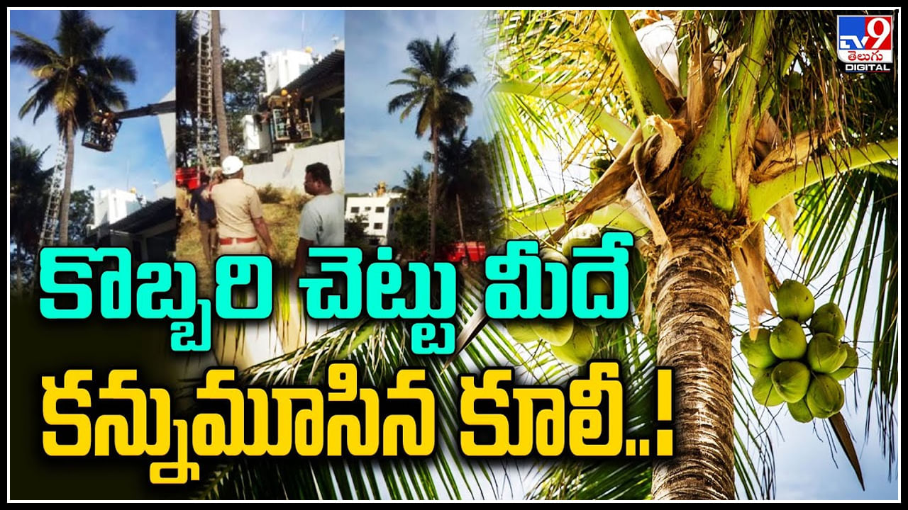 Coconut Tree: కొబ్బరి చెట్టు మీదే కన్నుమూసిన కూలీ..! అసలేం జరిగిందో చెప్పిన డాక్టర్స్.. వీడియో.