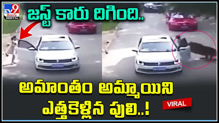 Tiger attack: అమ్మో..! జస్ట్ కారు దిగింది.. అమాంతం అమ్మాయిని ఎత్తకెళ్లిన పులి..! వీడియో Tiger attack: అమ్మో..! జస్ట్ కారు దిగింది.. అమాంతం అమ్మాయిని ఎత్తకెళ్లిన పులి..! వీడియో