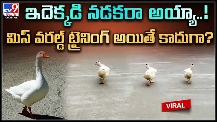 Duck Walk: ఇదెక్కడి నడకరా అయ్యా..! మిస్ వరల్డ్ ట్రైనింగ్ అయితే కాదుగా.? ట్రేండింగ్ వీడియో. Duck Walk: ఇదెక్కడి నడకరా అయ్యా..! మిస్ వరల్డ్ ట్రైనింగ్ అయితే కాదుగా.? ట్రేండింగ్ వీడియో.