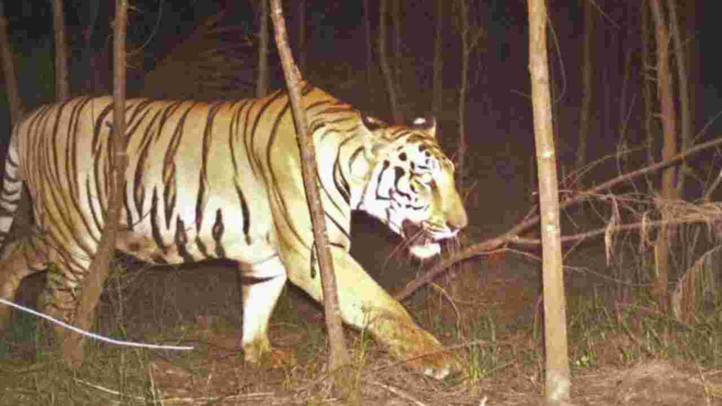 Tiger Tension In Vizianagar
