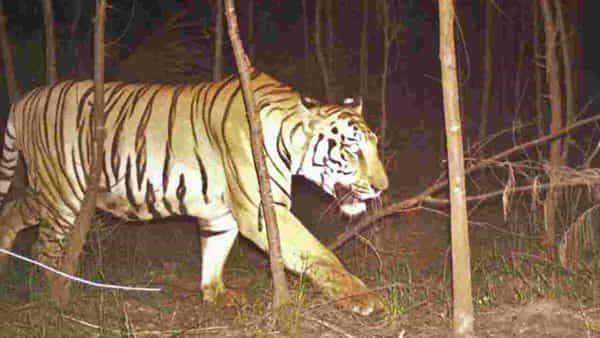 Tiger Tension: విజయనగరవాసులను వణికిస్తున్న బెంగాల్ టైగర్.. గ్రామాల చుట్టూ కావలా కాస్తున్న గ్రామస్థులు
