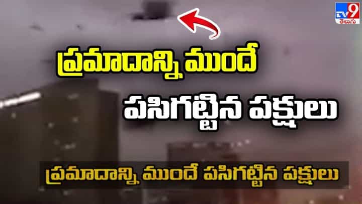 Turkey Earthquake: టర్కీలో ప్రమాదాన్ని ముందే పసిగట్టిన పక్షులు.. షాకింగ్ వీడియో Turkey Earthquake: టర్కీలో ప్రమాదాన్ని ముందే పసిగట్టిన పక్షులు.. షాకింగ్ వీడియో