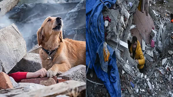 Turkey Viral Pic: శిథిలాల కింద యజమాని కోసం రోదిస్తోన్న శునకం.. వైరల్ ఫోటో వెనుక కథ ఏమిటంటే