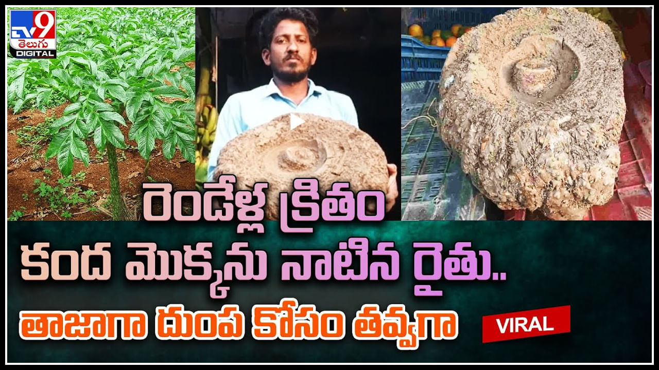 Elephant Yam: రెండేళ్ల క్రితం కంద మొక్కను నాటిన రైతు.. తాజాగా దుంప కోసం తవ్వగా.. చూసి ఆశ్చర్యపోతున్న స్థానికులు.వీడియో.