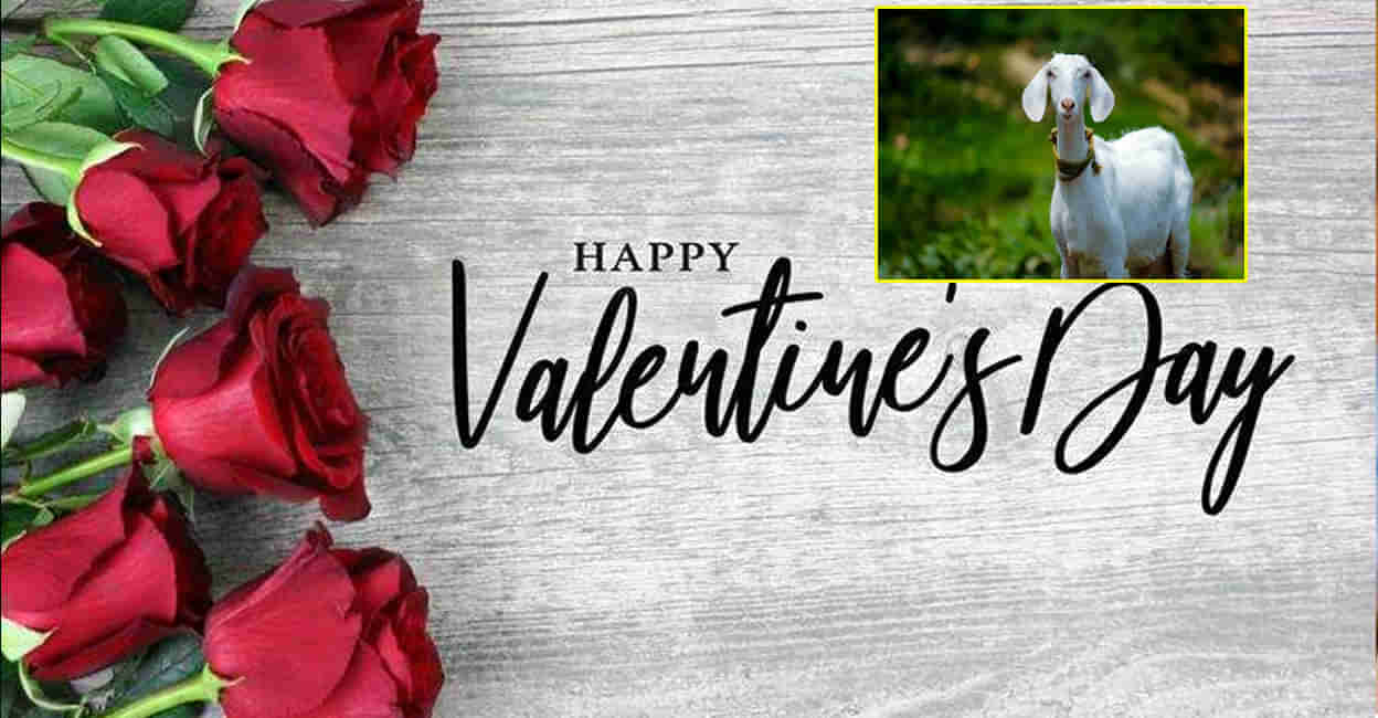 Valentines Day Gift: నేను, నా ప్రియురాలు.. మేడం మేక వాలెంటైన్స్‌ డేకి గిఫ్ట్‌ ఇద్దామని వెళ్లి అడ్డంగా బుక్కైన విద్యార్ధి