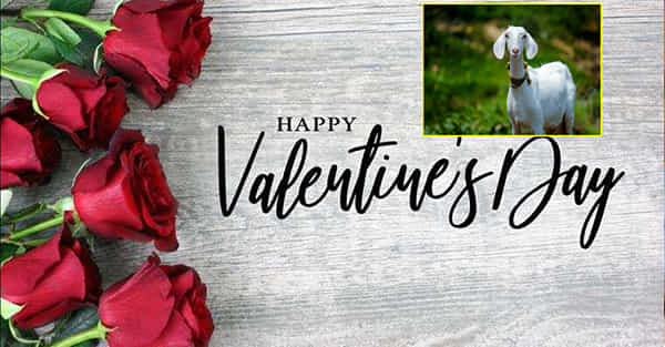 Valentines Day Gift: నేను, నా ప్రియురాలు.. మేడం మేక వాలెంటైన్స్ డేకి గిఫ్ట్ ఇద్దామని వెళ్లి అడ్డంగా బుక్కైన విద్యార్ధి