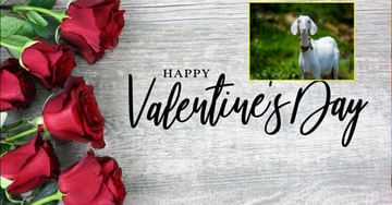 Valentine's Day Gift: 'నేను, నా ప్రియురాలు.. మేడం మేక' వాలెంటైన్స్‌ డేకి గిఫ్ట్‌ ఇద్దామని వెళ్లి అడ్డంగా బుక్కైన విద్యార్ధి