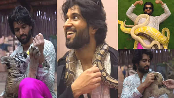 Vijay Deverakonda: పులికి పాలుపట్టి.. పాములను మెడలో వేసుకుని.. క్రూర జంతువులతో లైగర్ క్రేజీ గేమ్స్.. వీడియో వైరల్