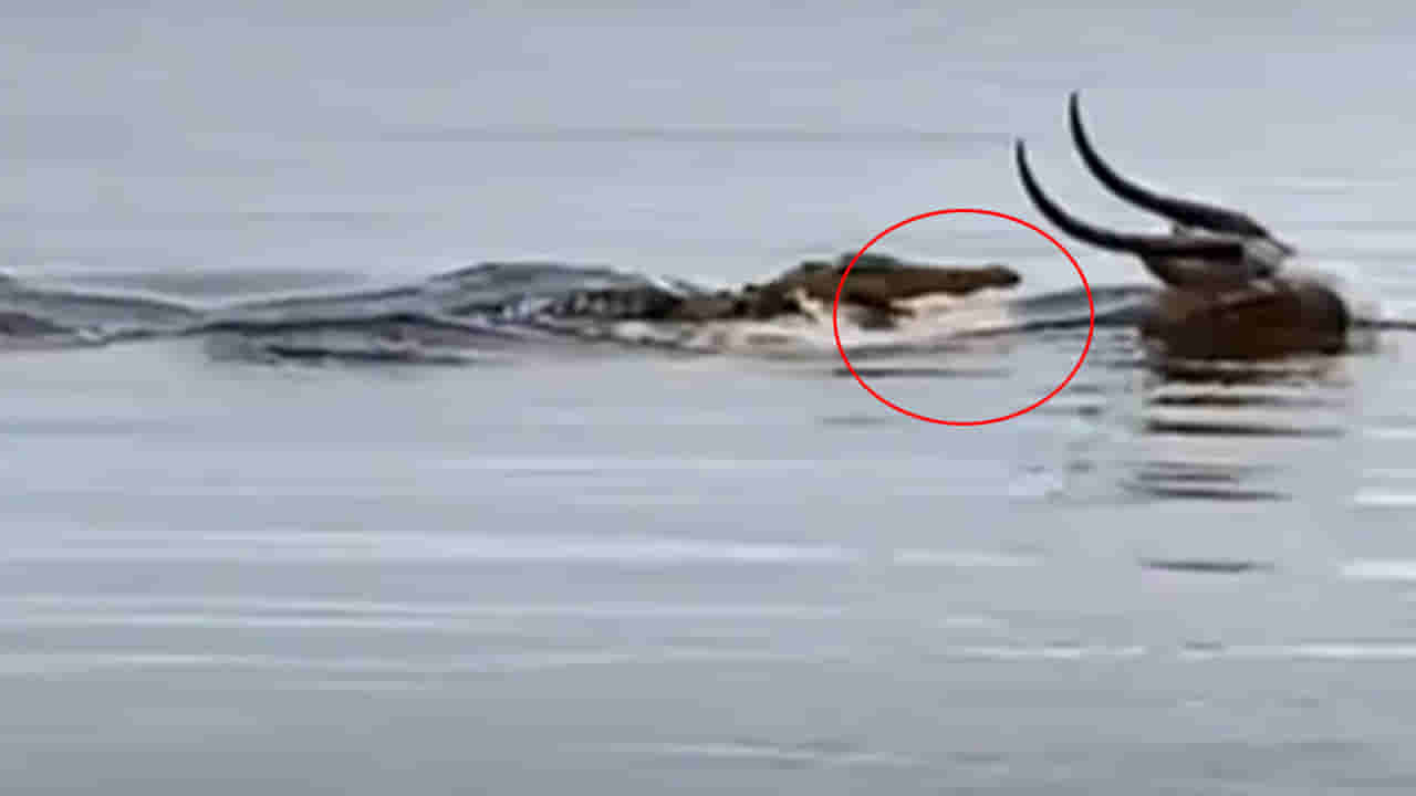 Viral Video: నీటిలో జింకను వేటాడబోయిన మొసలి.. కట్ చేస్తే.. క్లైమాక్స్ అదుర్స్!