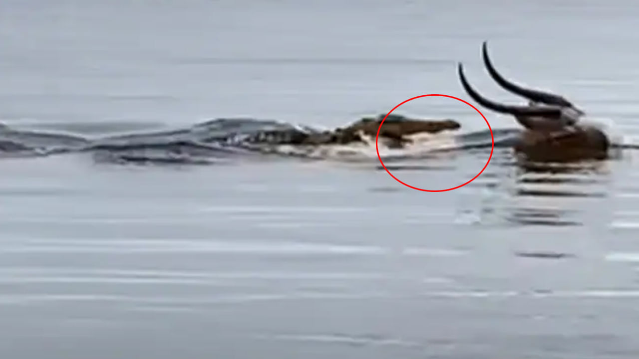 Viral Video: నీటిలో జింకను వేటాడబోయిన మొసలి.. కట్ చేస్తే.. క్లైమాక్స్ అదుర్స్!