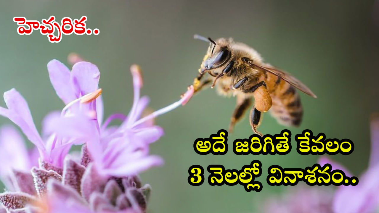 Bees: అంతరించిపోతున్న తేనెటీగలు..? మానవ మనుగడకు పెనుముప్పు తప్పదంటోన్న సైంటిస్టులు