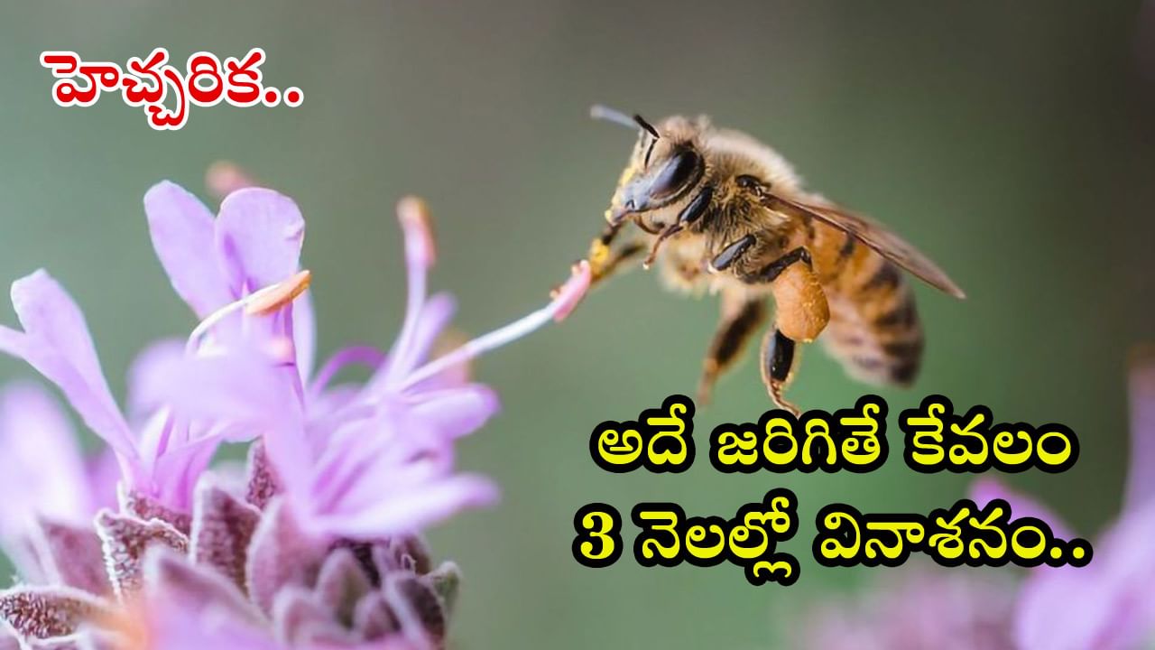 Bees: అంతరించిపోతున్న తేనెటీగలు..? మానవ మనుగడకు పెనుముప్పు తప్పదంటోన్న సైంటిస్టులు