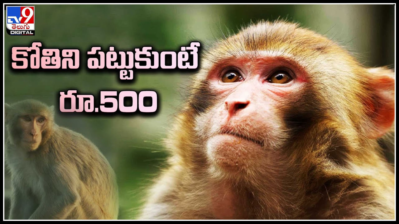 Monkey: కోతిని పట్టుకుంటే రూ.500.. పట్టుకోండి చూద్దాం.. వీడియో.