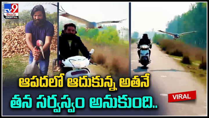 Man - Bird: ఆపదలో ఆదుకున్న అతనే తన సర్వస్వం అనుకుంది.. స్నేహానికి ముచ్చతెస్తుంది.. Man - Bird: ఆపదలో ఆదుకున్న అతనే తన సర్వస్వం అనుకుంది.. స్నేహానికి ముచ్చతెస్తుంది..