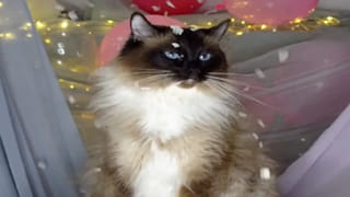 Photo Puzzle: జస్ట్ 6 సెకన్లు.. ఈ ఫోటోలో ‘BELL’ పదాన్ని గుర్తిస్తే మీరే కిలాడీ.!