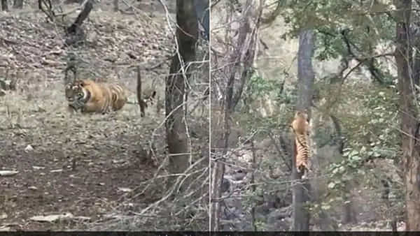 Viral Video: చిరుతను వేటాడిన పులి.. ! పాపం.. బరువు భారంతో ఓడిపోయింది.. అందుకే స్లిమ్గా ఉండాలంటూ..!!