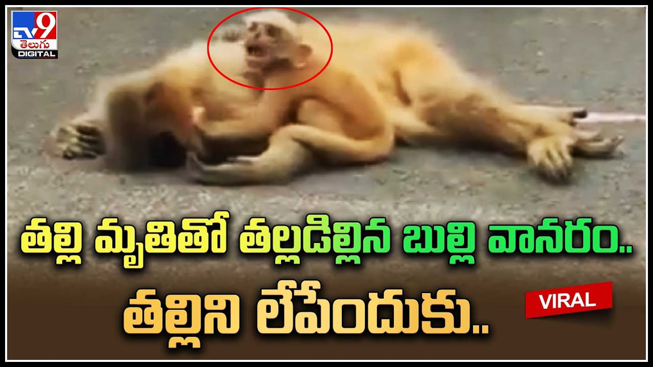 Baby monkey: తల్లి మృతితో తల్లడిల్లిన బుల్లి వానరం.. కంటతడి పెట్టిస్తున్న వీడియో.