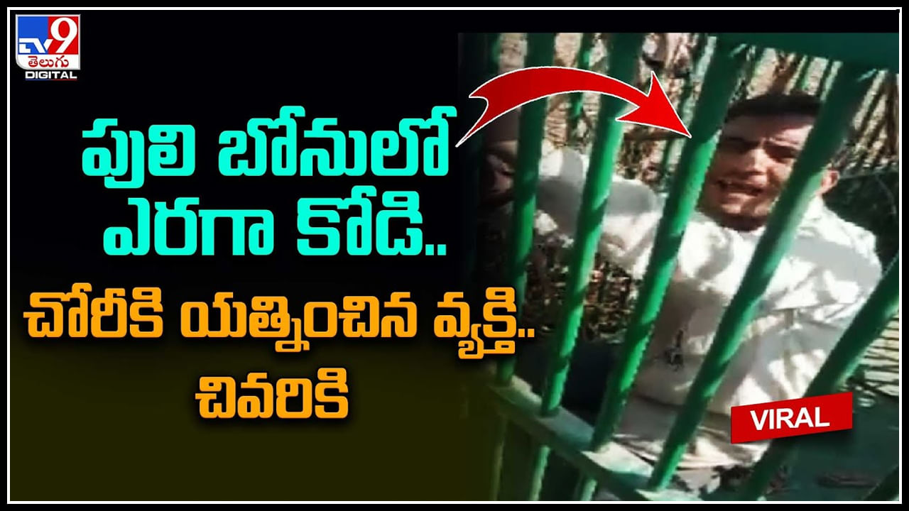 Viral Video:  పులి బోనులో ఎరగా కోడి.. చోరీకి యత్నించిన వ్యక్తి..చివరికి..