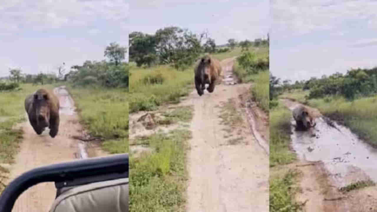 Viral Video: పర్యాటకుల్ని పరిగెత్తించిన ఖడ్గమృగం.. కిలోమీటరుకు పైగా జీపుతో ఉరికించింది.. వీడియో చూస్తే షాక్ అవుతారు..