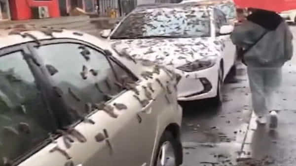 Viral Video: అయ్యబాబోయ్.. కరోనా పుట్టినింట మరో షాకింగ్ సీన్..! చైనాలో పురుగుల వర్షం కురిసిందట..!!