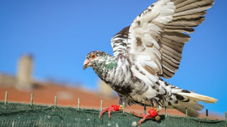 Heatstroke: ఎండలు ముదురుతున్నాయ్.. ఈ లక్షణాలుంటే తస్మాత్ జాగ్రత్త.. ముందే మేల్కోండి..