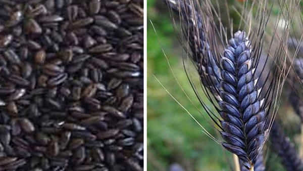 Black Gold: రైతులకు నల్లబంగారం.. క్యాన్సర్, మధుమేహం సమస్యలకు గొప్ప వరం.. !