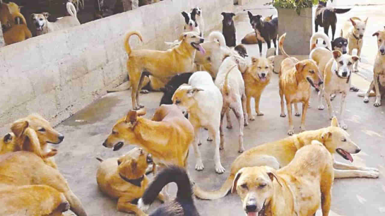 Dog Bites: తెలంగాణలో పిచ్చికుక్కలు స్వైరవిహారం.. మనుషుల పైనే కాదు పశువుల పై కూడా దాడి