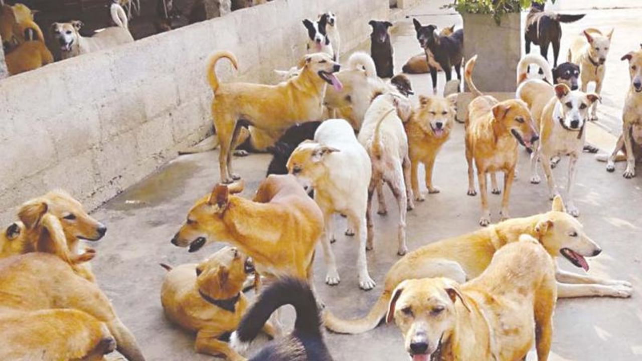 Dog Bites: తెలంగాణలో పిచ్చికుక్కలు స్వైరవిహారం.. మనుషుల పైనే కాదు పశువుల పై కూడా దాడి