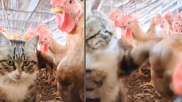 Funny video: కోడి పుంజు చెంప పగలకొట్టిన పిల్లి.. ఆసలు వాటి మధ్య ఏం జరిగిందో మీరే చూడండి..